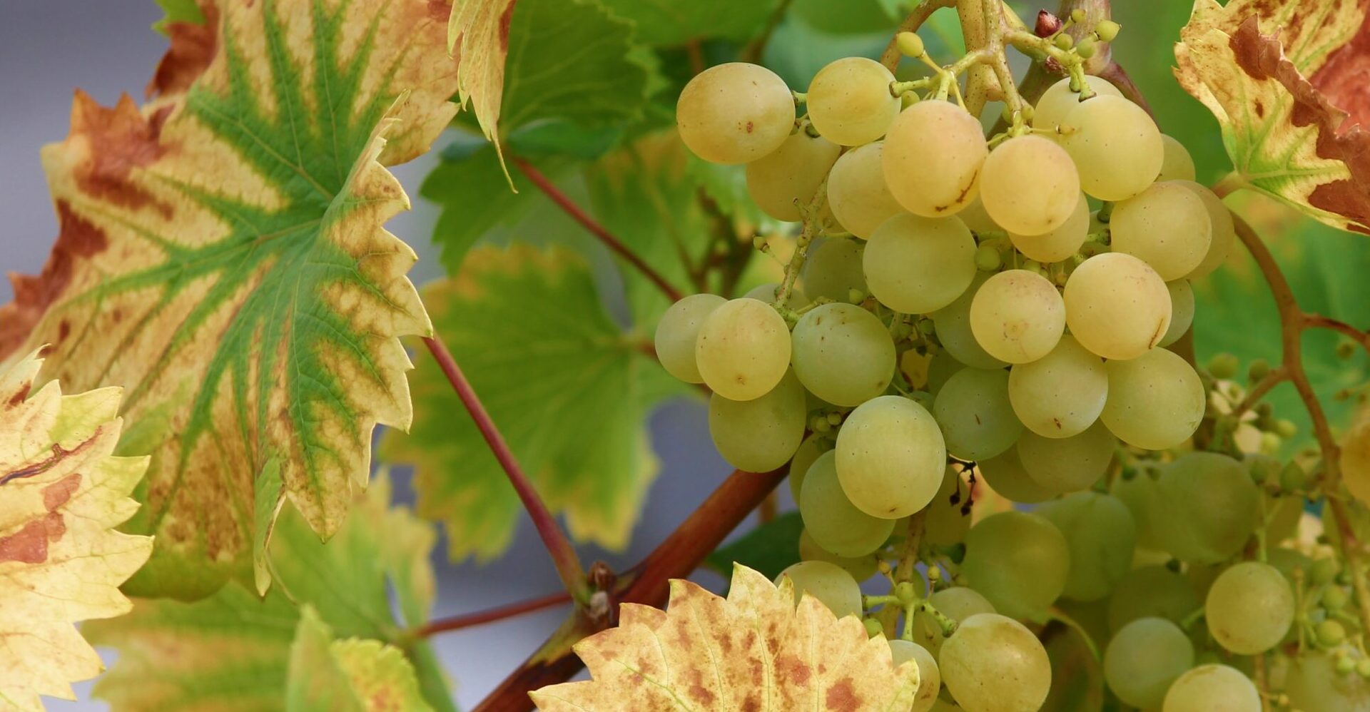 Im Oktober werden die letzten Weintrauben reif und sollten geerntet werden