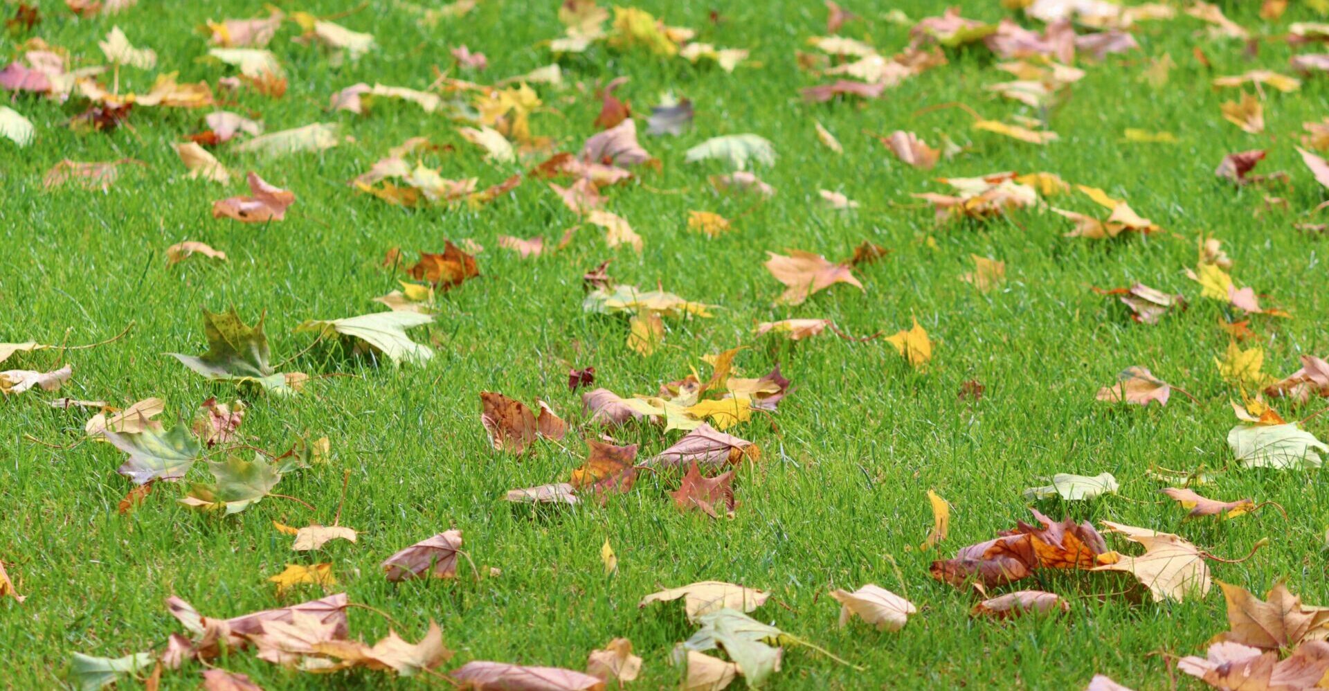 Im Oktober muss regelmäßig das Laub vom Rasen entfernt werden