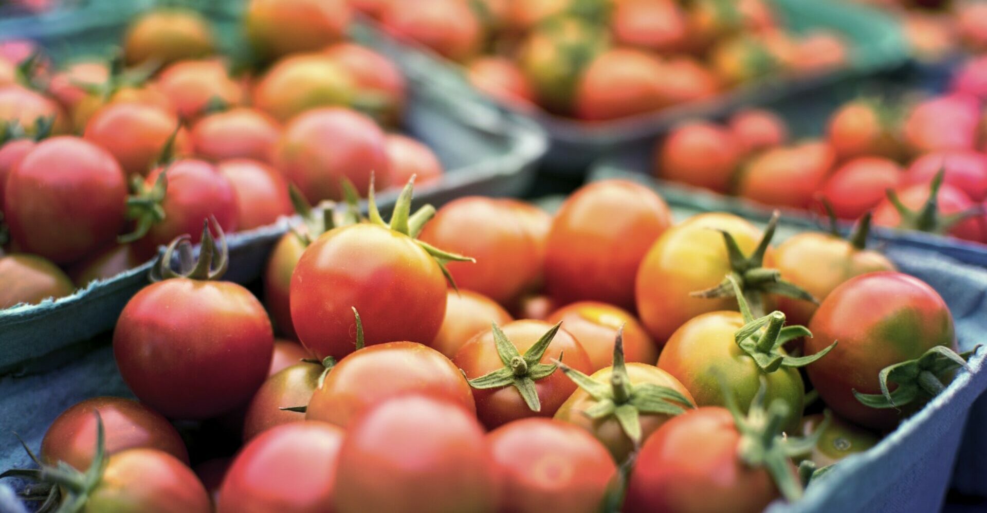 Tomaten: nachreifende Tomaten